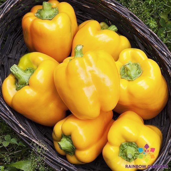 25+ Golden Cal Wonder Sweet Pepper Seeds for Garden – USA – FREE SHIPPING!