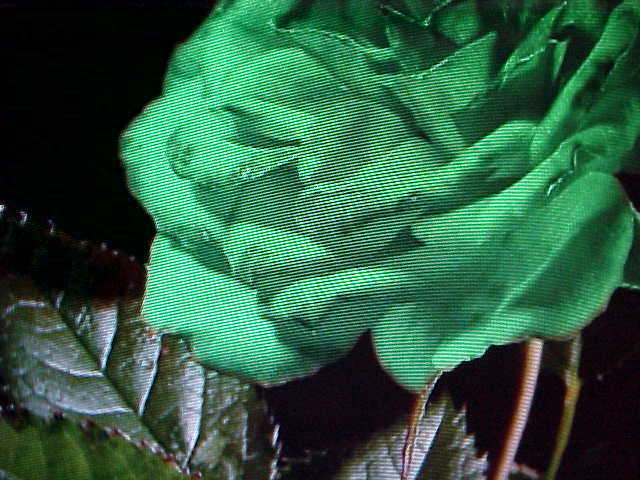 10 SEEDS LARGE LIME GREEN IRELAND ROSE FLOWER SEEDS U.S.A. TEXAS SHIPPED