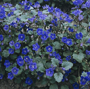 Phacelia campanularia Blue 1,000 seeds
