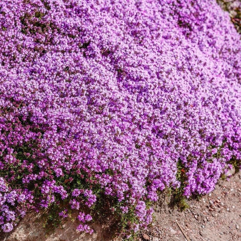 20000+ Creeping Thyme Seeds for Planting, Ground Cover Seeds, Fragrant Lawn A…