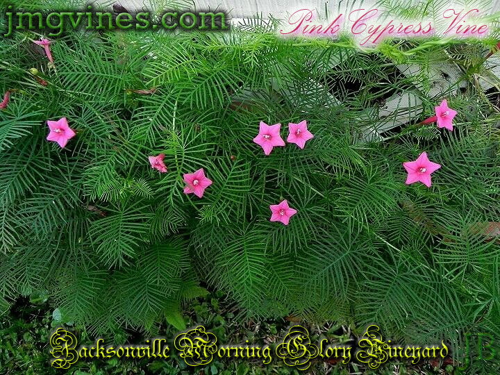 Pink Cypress Vine Ipomoea Quamoclit 10 Seeds