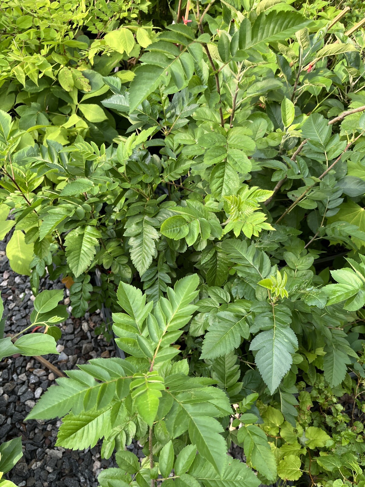 3-4 Ft Tall Ivan’s Belle (Granatnaya) Grafted Mountain Ash Hybrid