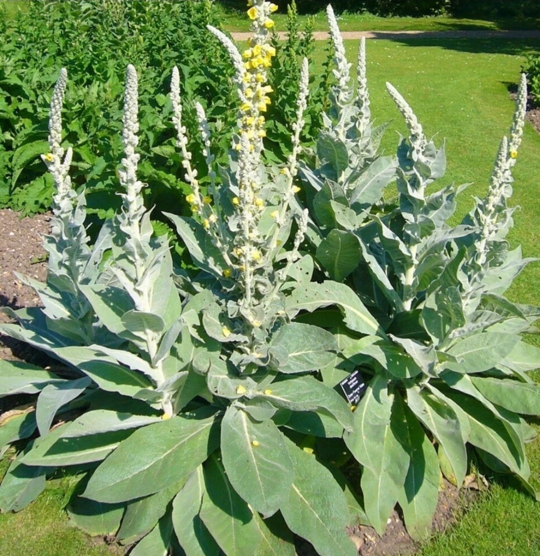 Mullein (Verbascum Thapsus) Seeds Organically Grown, 100+ Count
