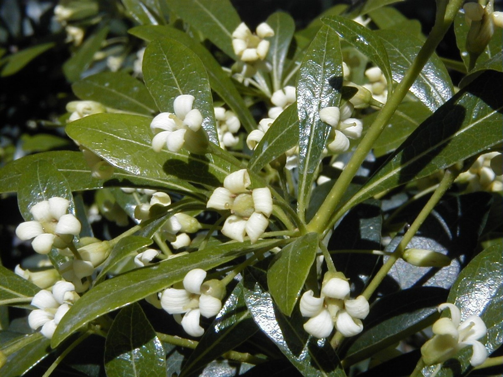 Pittosporum erioloma | Lord Howe Island | Hedge Laurel | 10_Seeds