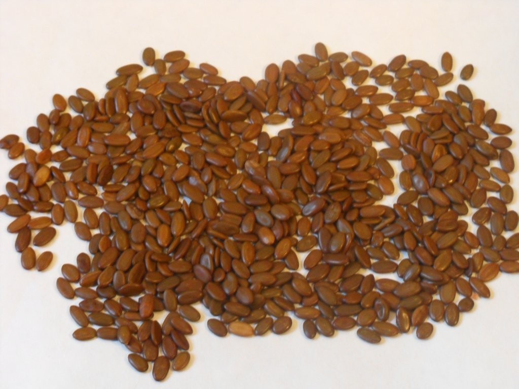 mimosa tree seeds