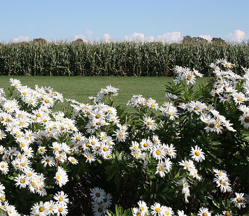 Alaska Shasta Daisy Perennial Full Sun Chrysanthemum 5800 Seeds 30 Inch