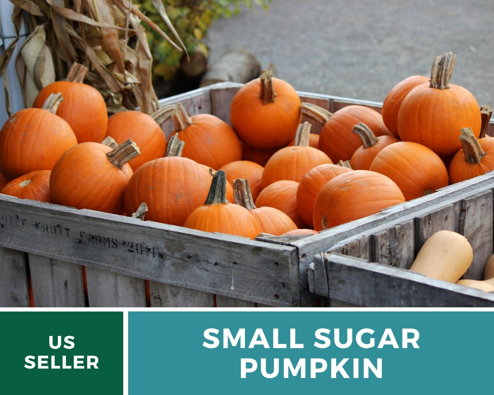 Pumpkin, Small Sugar – 15 Seeds – Heirloom – GMO Free (Cucurbita pepo)