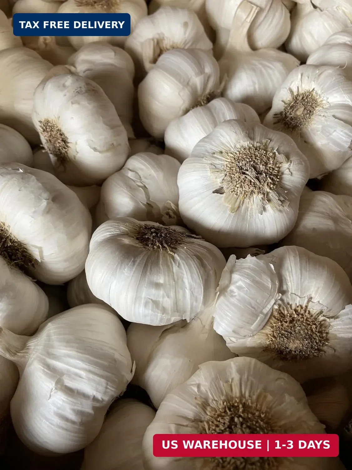 Garlic Seed Bulbs, Large Cloves, Cold Hardy, Bold Flavor (5)