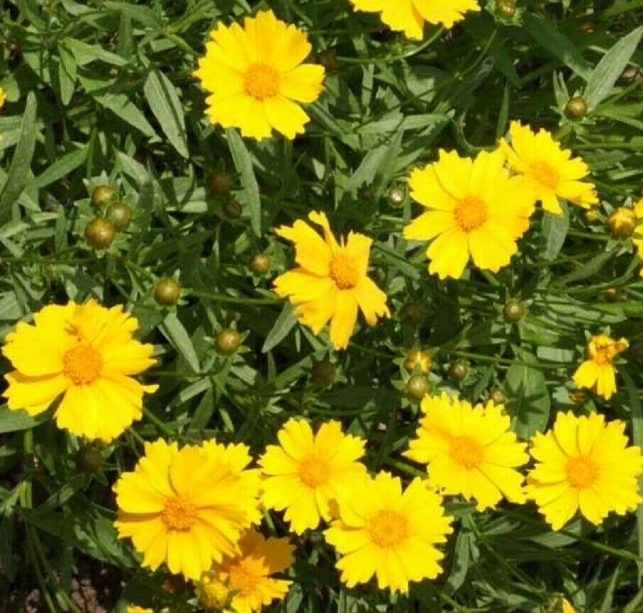 Lanceleaf Tickseed Flower Seeds – Coreopsis lanceolata – Perennial Wildflower