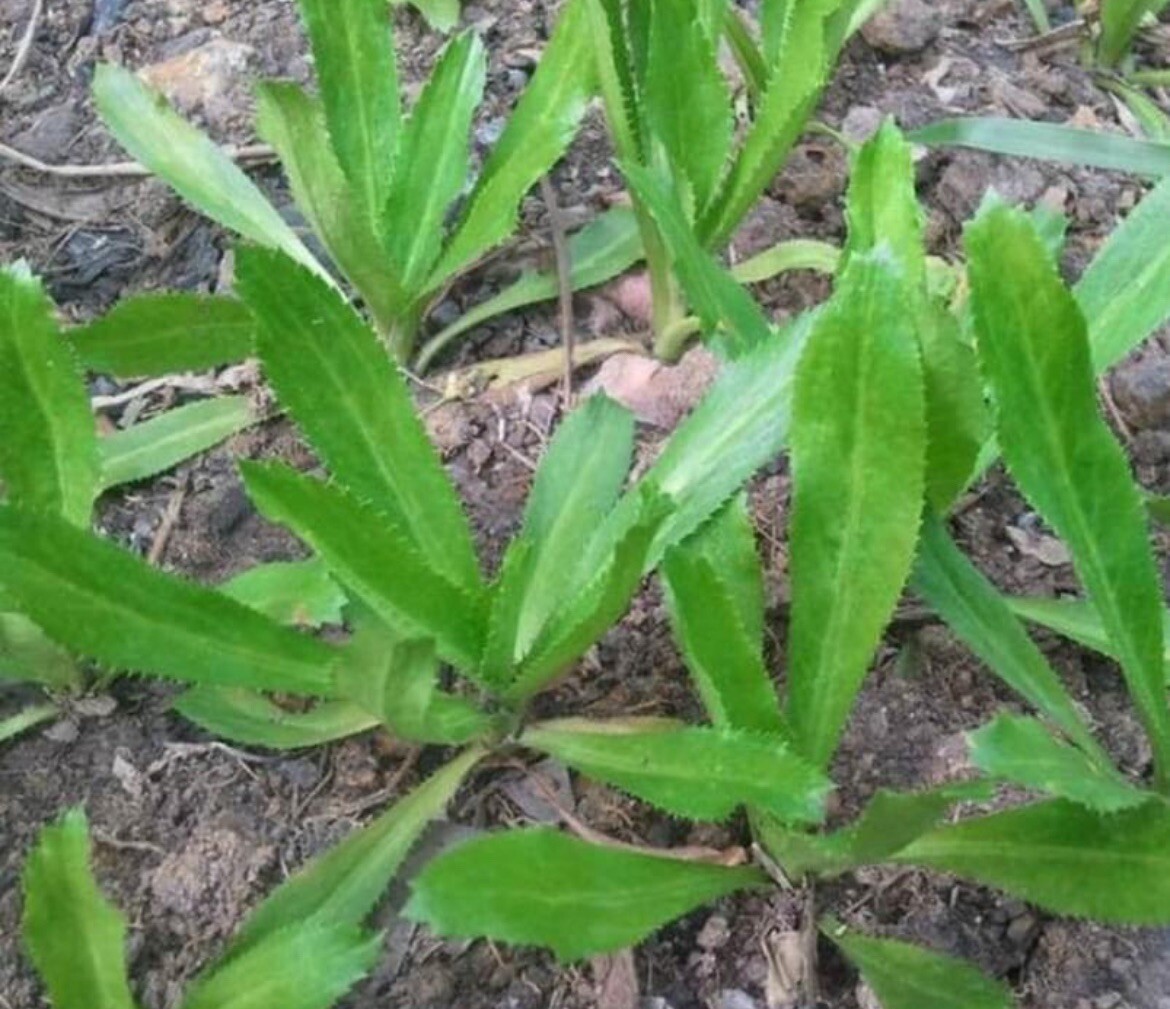 500+ SEEDS Culantro Seeds, Mexican Coriander CULANTRO RECAO Buy2get1free(add2)