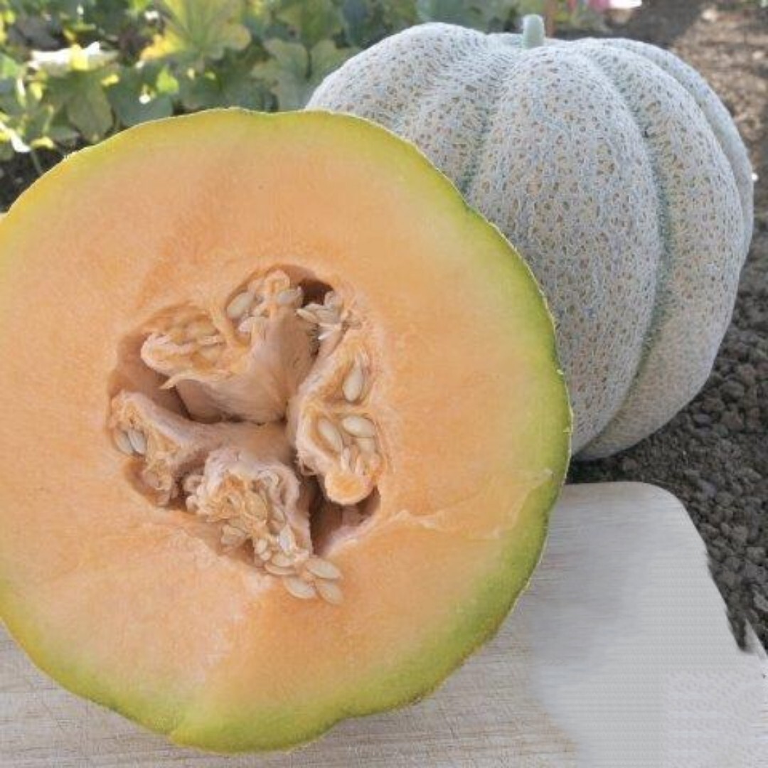 20+ Iroquois melon seeds | Fruit | NON-GMO