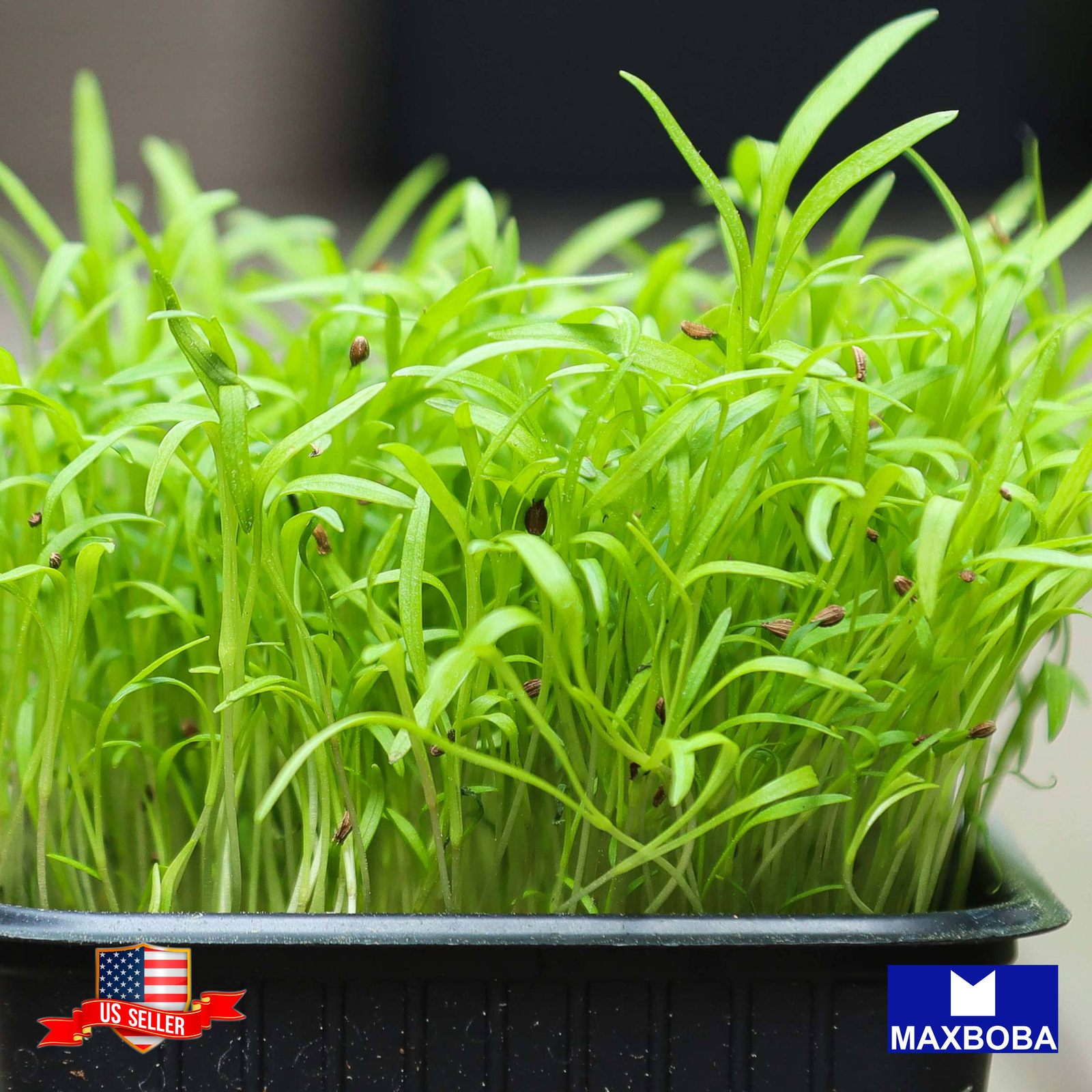 Carrot Microgreens Seeds Heirloom Non-GMO
