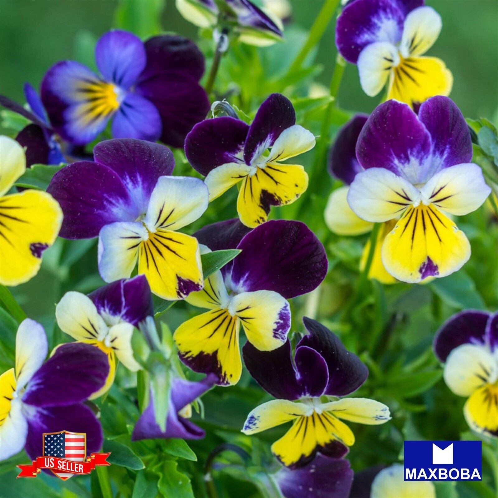 1500 Johnny Jump Up Viola Seeds Non-GMO BTGO 75% OFF