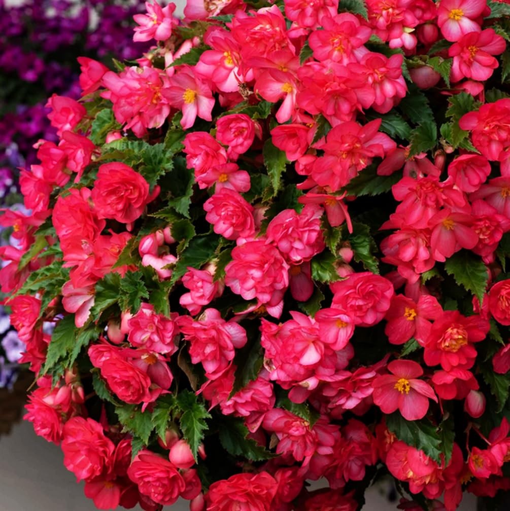 100PCS Pink Begonia Nonstop Flower Seeds Ornamental Easy to Grow Flower Seeds…