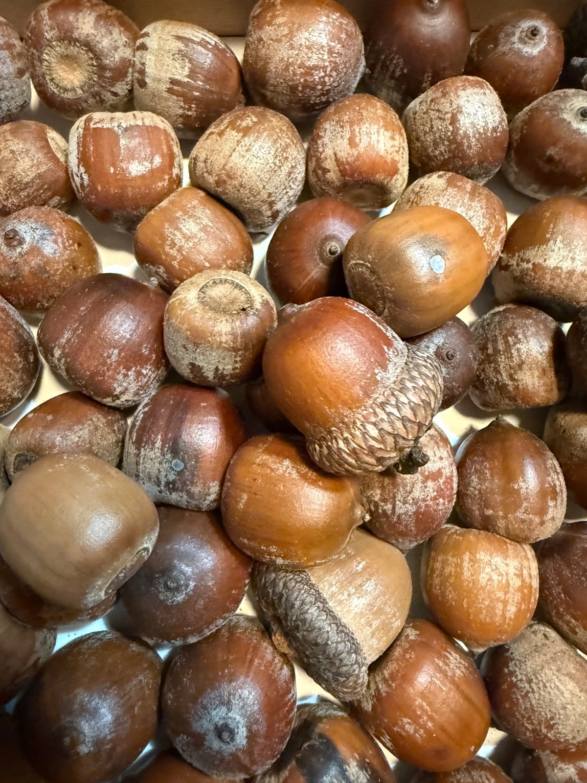 60 NORTHERN RED OAK ACORNS–Gathered Wild in PA—2025–FREE SHIPPING