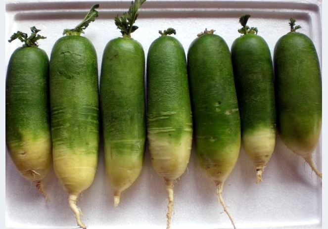 GREEN RADISH – CHINESE – GREEN LUOBO 2 g PACKET ~150 SEEDS