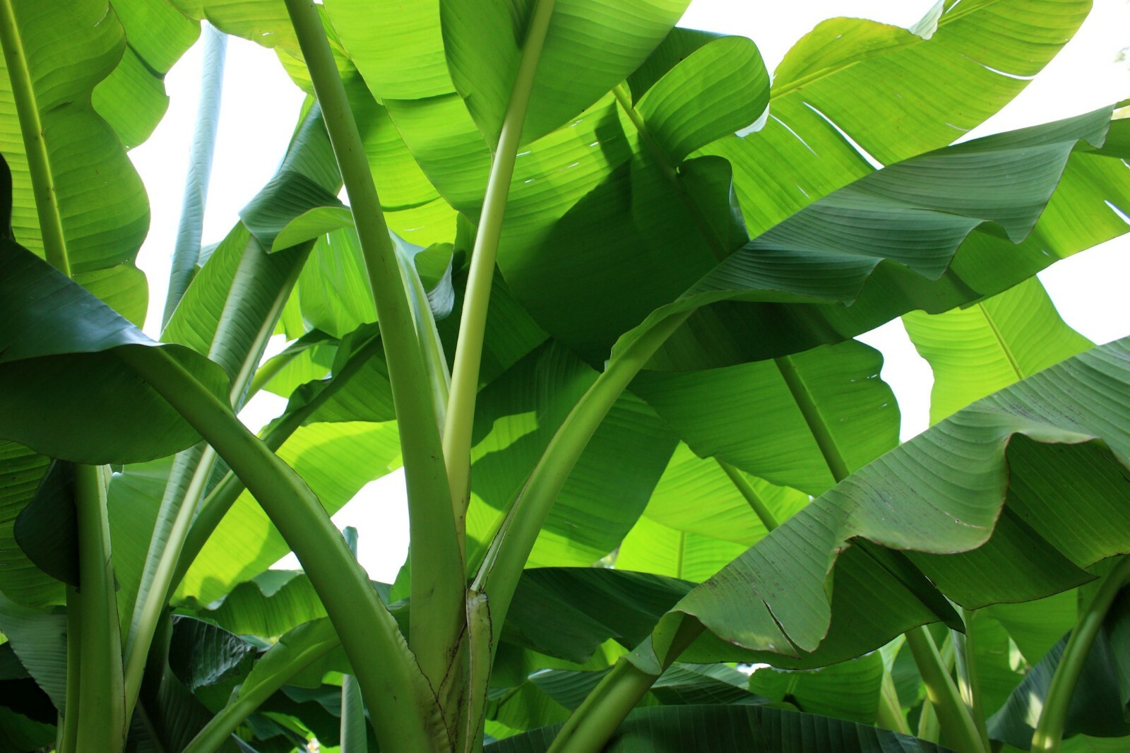 10 Seeds Musa velutina Pink Velvet Banana -Seed pack