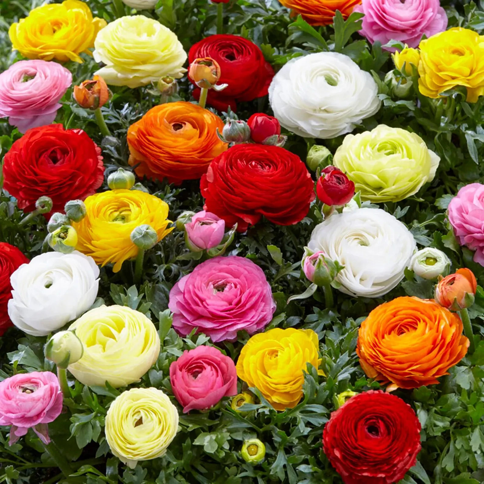 Ranunculus Flower Bulbs 12 Mix Colors Corms Peony Rose Buttercup Spring Flowers