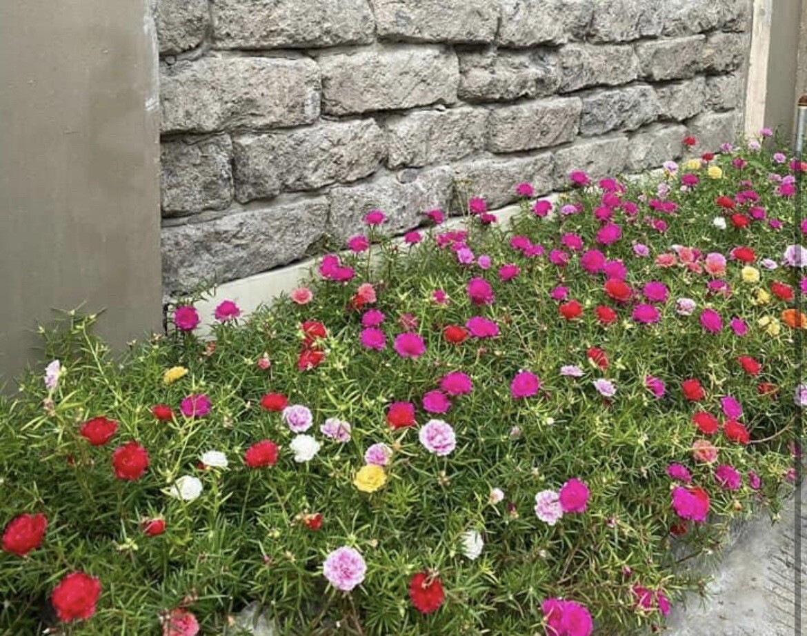 1000+ SEEDS MOSS Rose Double Mix ColorSeeds – Portulaca grandiflora Buy2Get1