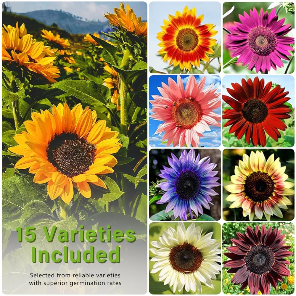 1000+ Sunflower Seeds for Planting Heirloom Non-GMO, Bulk Package of 15 Varie…