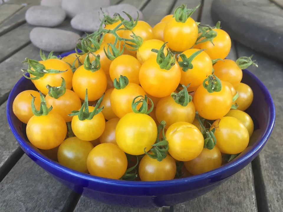 30 YELLOW CURRANT CHERRY TOMATO SEEDS ~ 2026 ~ heirloomseedguy ~ USA