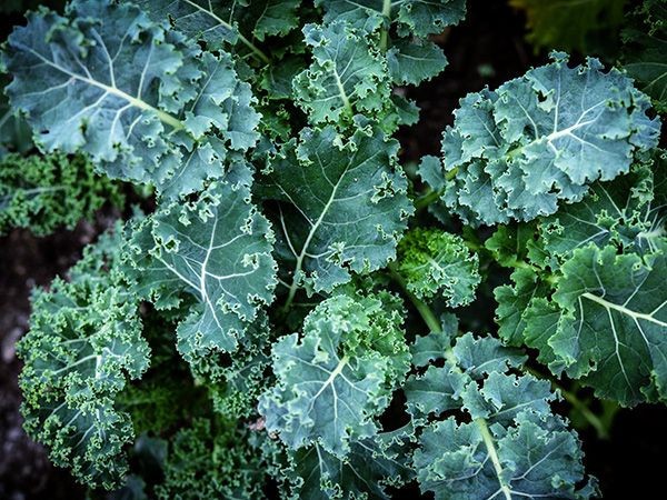 Vates Blue Curled Scotch Kale: 75 Seeds