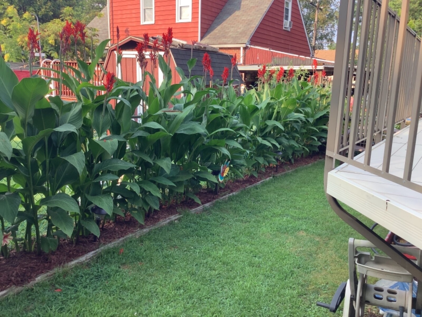 Canna Bulbs Red Jumbo Plants Tall Plants Lot Of (3) Green Leaf Lily Rhizomes