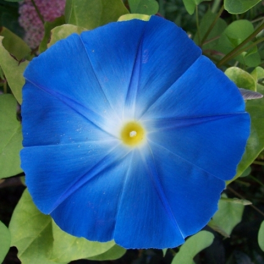 150 Morning Glory Seeds – Heavenly Blue Ipomoea tricolor