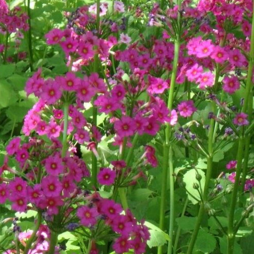 Primula japonica hybrid Mix 25 seeds