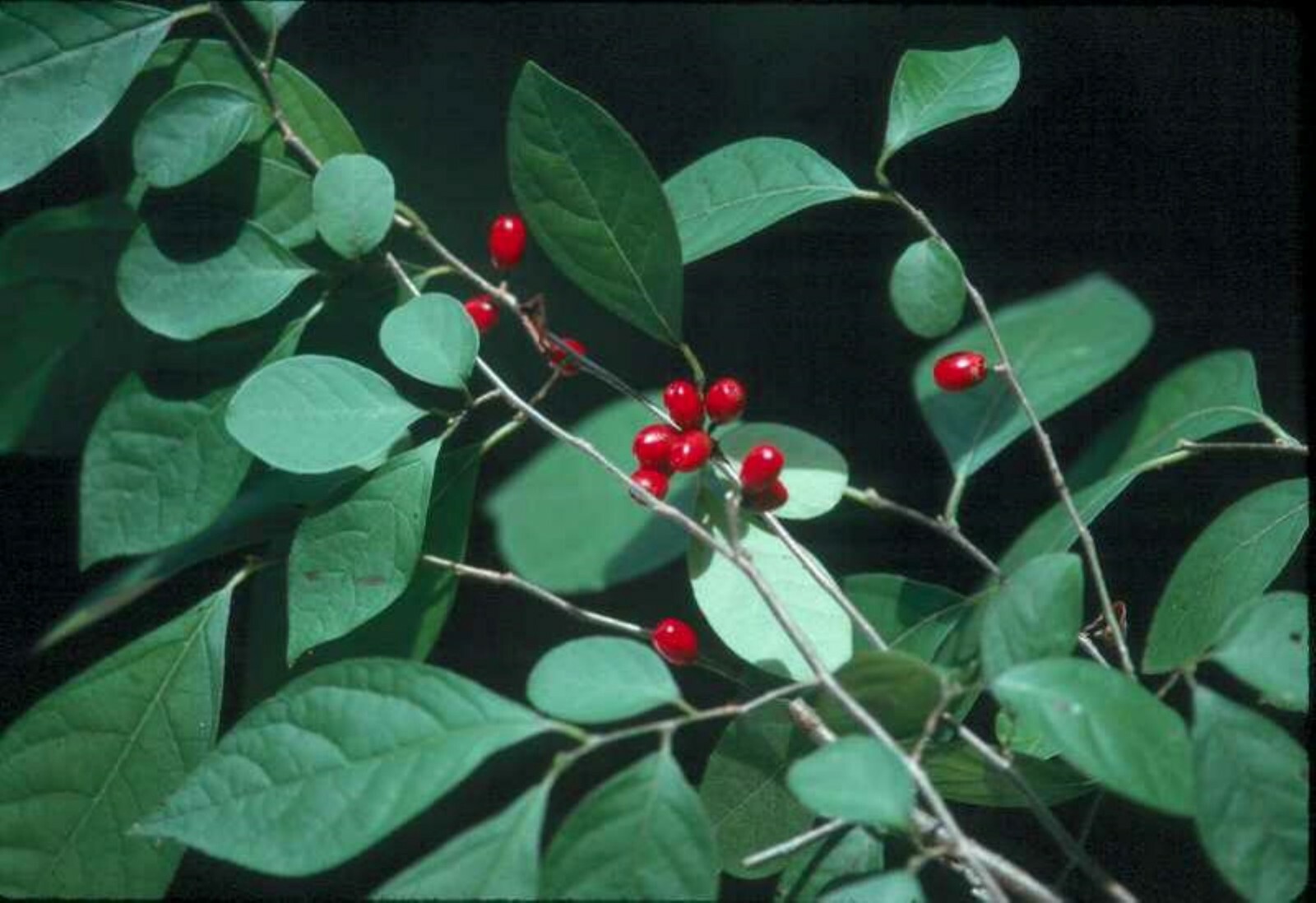 2 yo 12-18″ tall Northern Spicebush plant (Lindera Benzoin) bare root