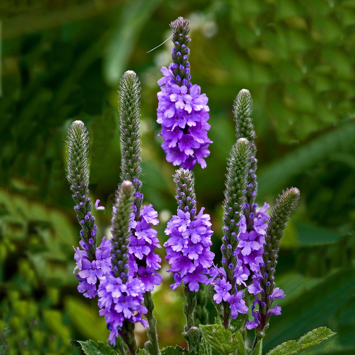 1 Oz Hoary Vervain Wildflower Seeds – Everwilde Farms Mylar Seed Packet