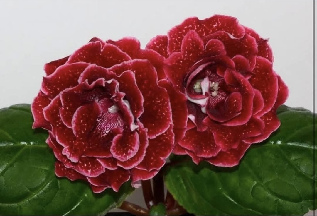 SInningia speciosa Gloxinia Sole Mio Bulb/ TUBER with Sprouts
