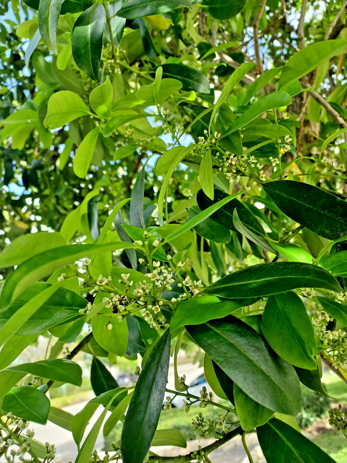 50 Dahoon Holly Seeds, Ilex cassine (Gathered 2025)