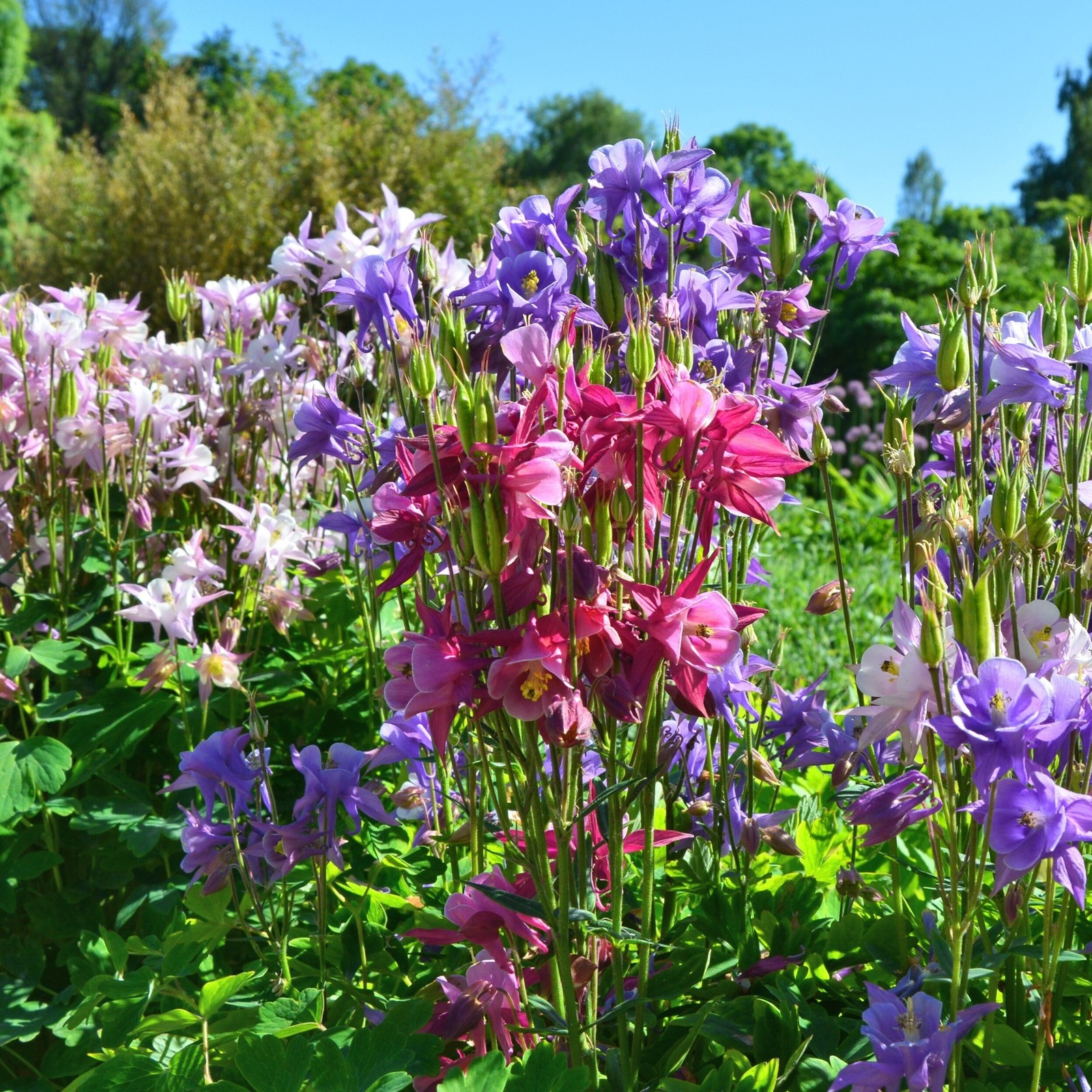 Colorful Columbine Aquilegia Mix – 15 Bulbs – Blue, White, Yellow, Red Flowers –