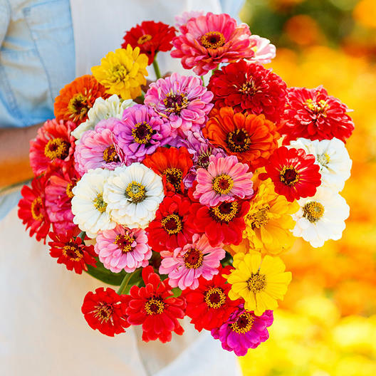 Zinnia CALIFORNIA GIANTS Multi-Colored Pollinators BEST SELLER Non-GMO 100 seeds