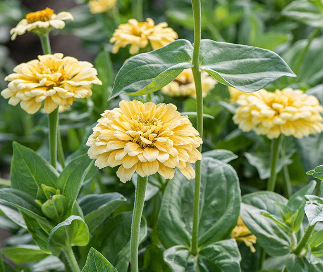 Zinnia ISABELLINA Yellow Huge Blooms Butterflies Hummingbirds Non-GMO 200 Seeds!