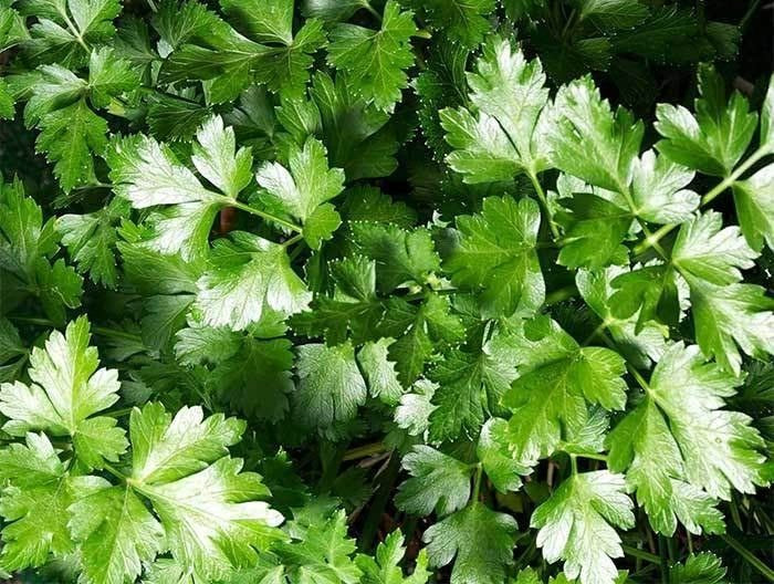 Parsley Seeds – Dark Green Italian Flat-leaf. 1.gram