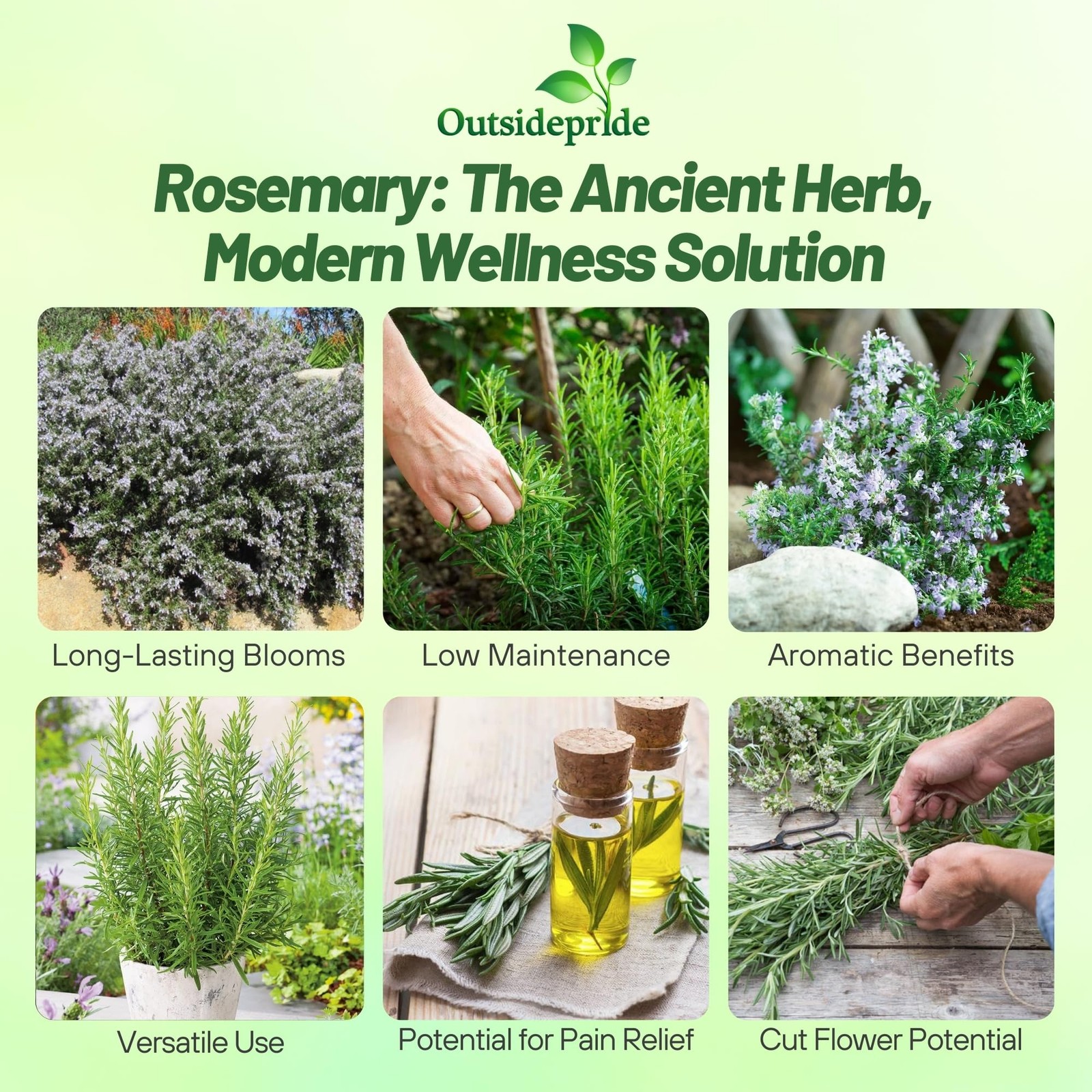 2000 Seeds Rosemary Seed For Planting – Rosemarinus Officinalis Herb Garden