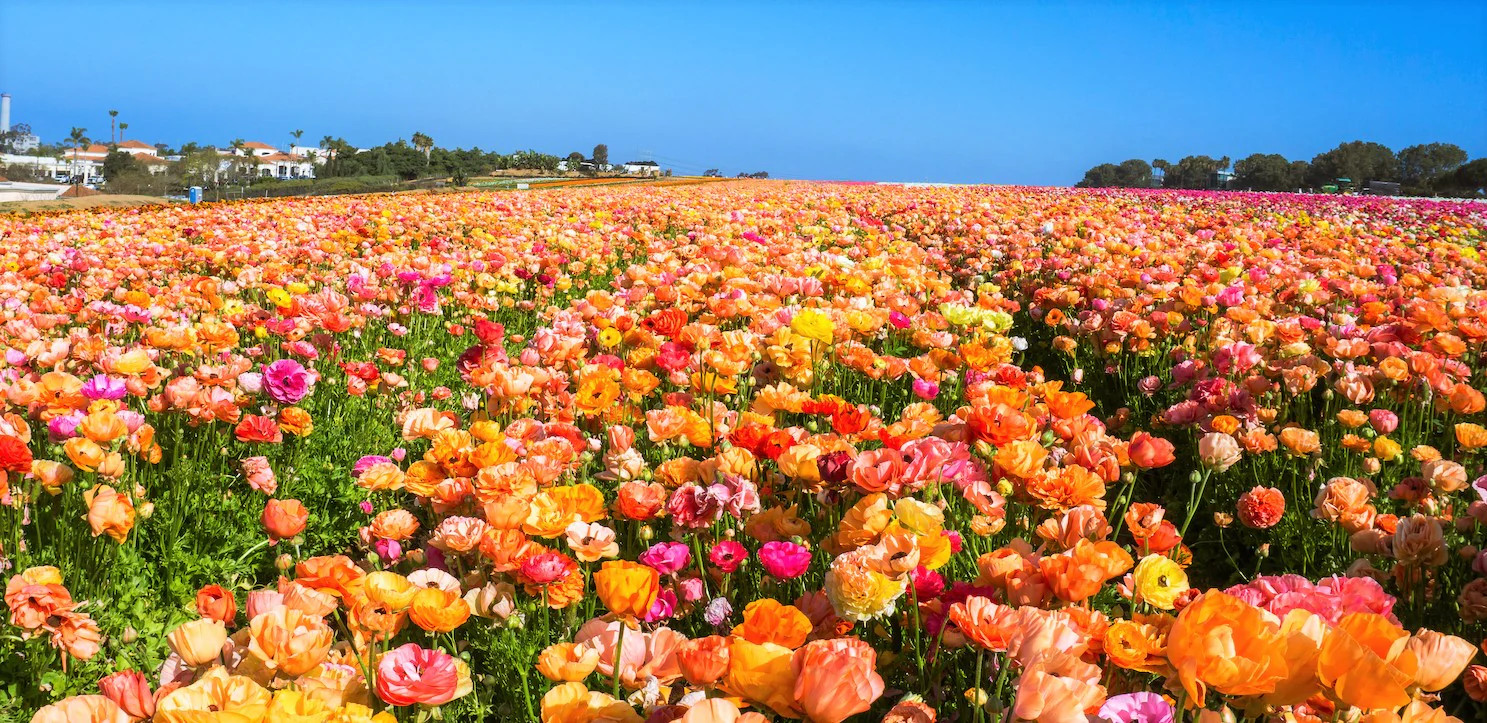 Ballerina Mix California Poppy Seeds | Rainbow Iceland Paper Flower Seed 2024