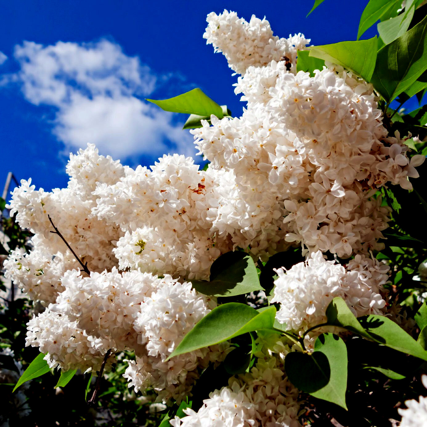 Japanese White Lilac Tree Seeds Flower Plant Cold Hardy Butterflies Hummingbirds
