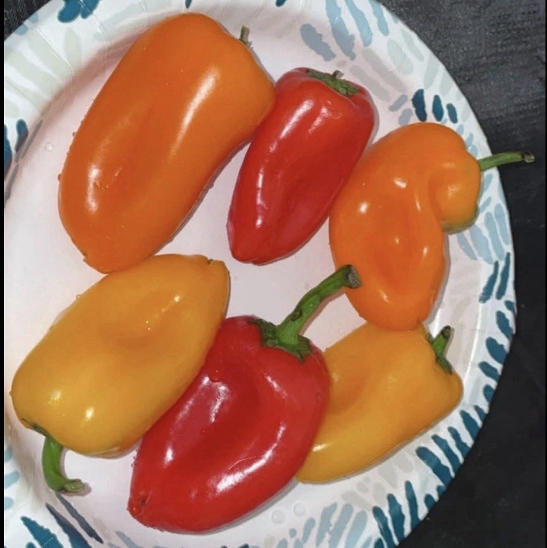 SNACK PEPPERS! MIX OF [YELLOW, ORANGE & RED] PACK OF 25+ SEEDS