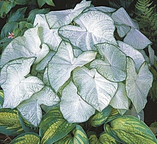 Caladium ‘Florida Moonlight’ Size#2(2 bulbs) (You get 2 bulbs)