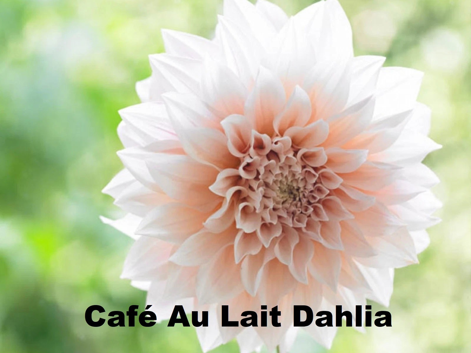 Café Au Lait Dahlia Perennial Flower Seeds, 10+ Fresh seeds, Garden Favorite