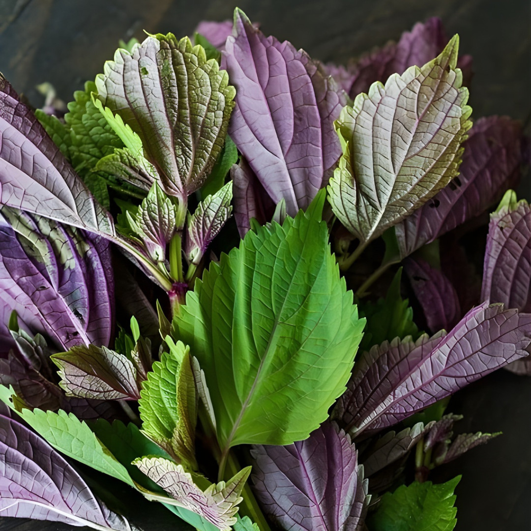 Fresh Purple Shiso Seeds | Zi Su | Kkaennip | Culinary | Herb | Asian Vegetable