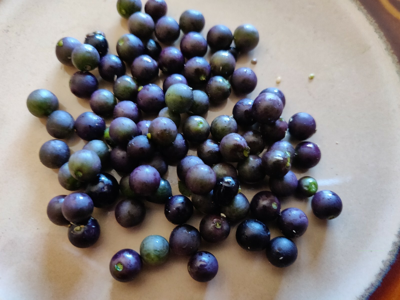 400 Semillas De Hierba Mora Macuy Orgánicas/400 Nightshade Organic Seeds