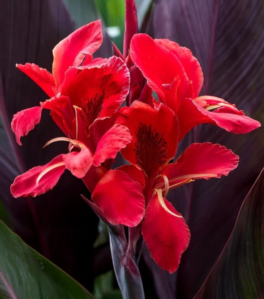 3 Rizhomes Tall Canna Lily Red Velvet