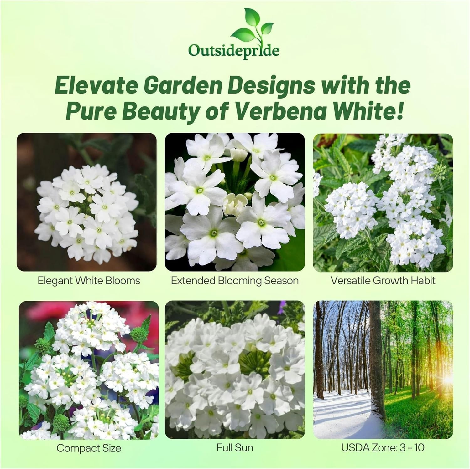 2000 Seeds Verbena Seed – Verbena Hybrida White Ground Cover Seeds