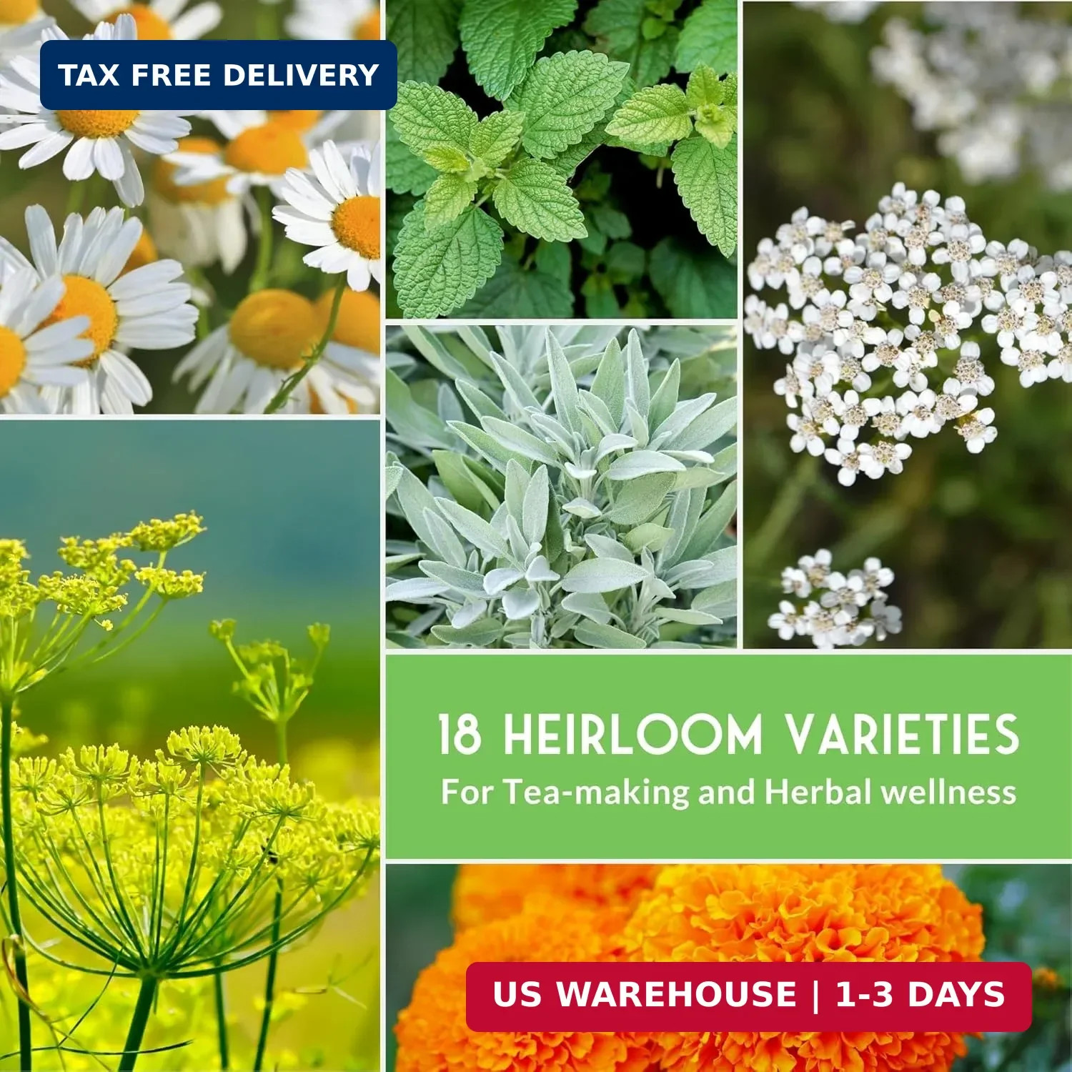 Medicinal Herb Seeds for Planting | 18 Seed Variety Pack of Heirloom, Non-GMO He