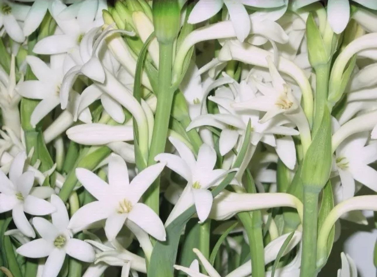 2 Clumps Tuberose, Bulbs 2+ Size Small, Rooted &Sprouted Ready To Plant