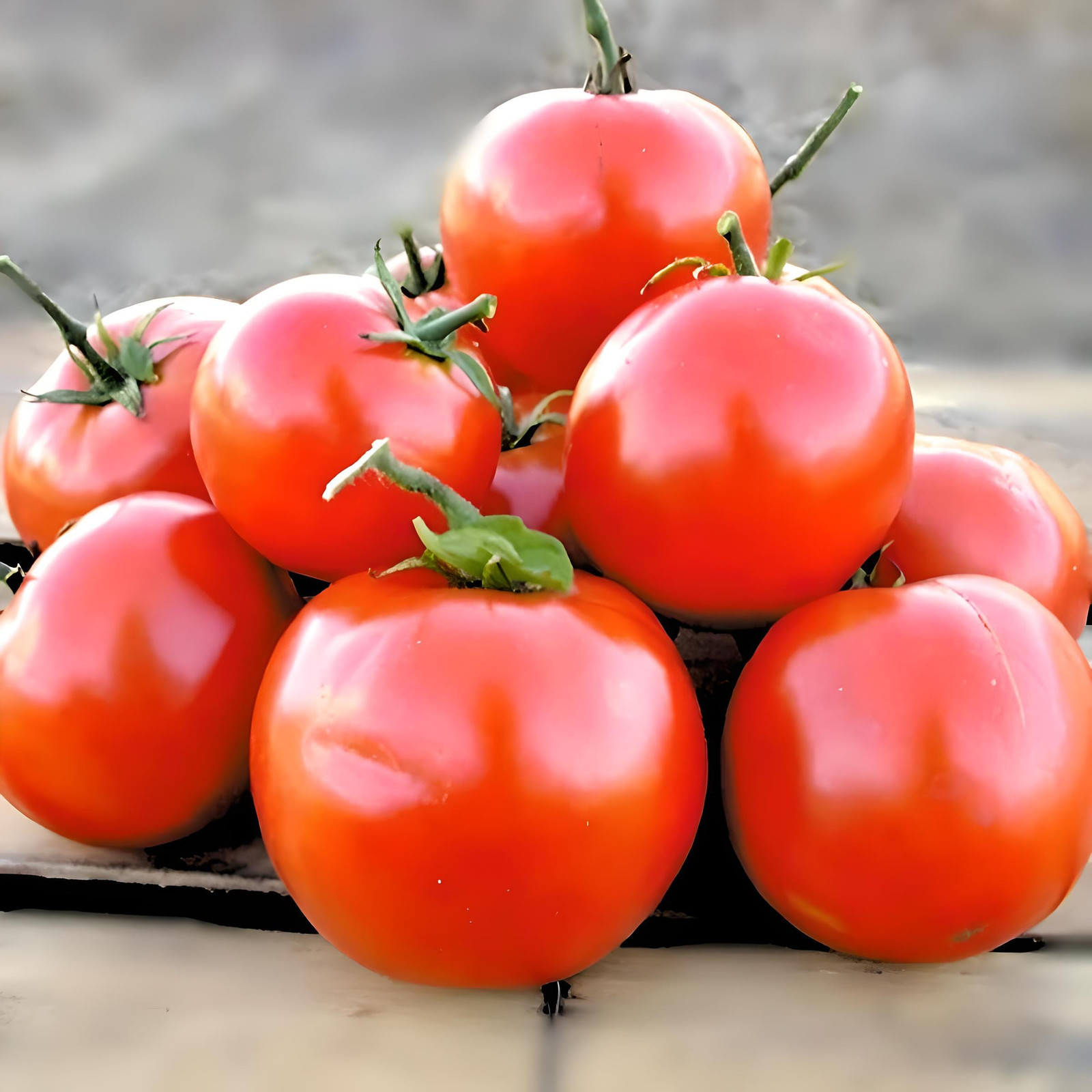 Manitoba, Tomato